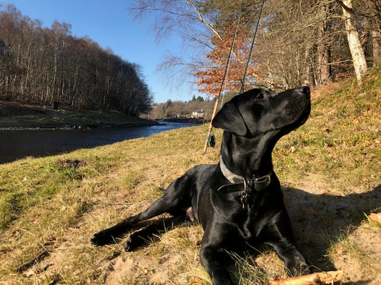 On the hunt for elusive springers - February fishing